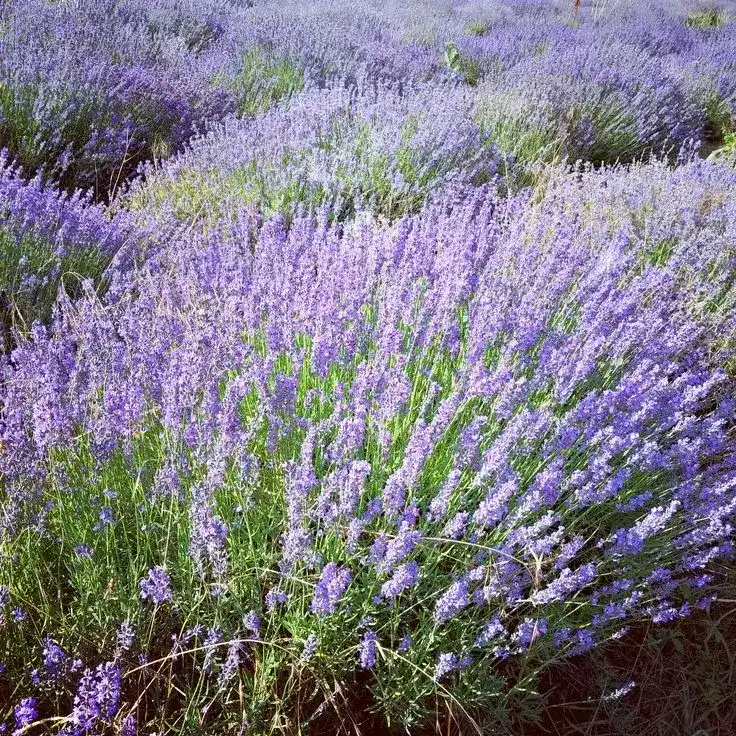 LAVANDA OFFICINALIS, ALTEZZA 30-35 CM, COLTIVAZIONE IN VASO 18-20 CM - immagine 4