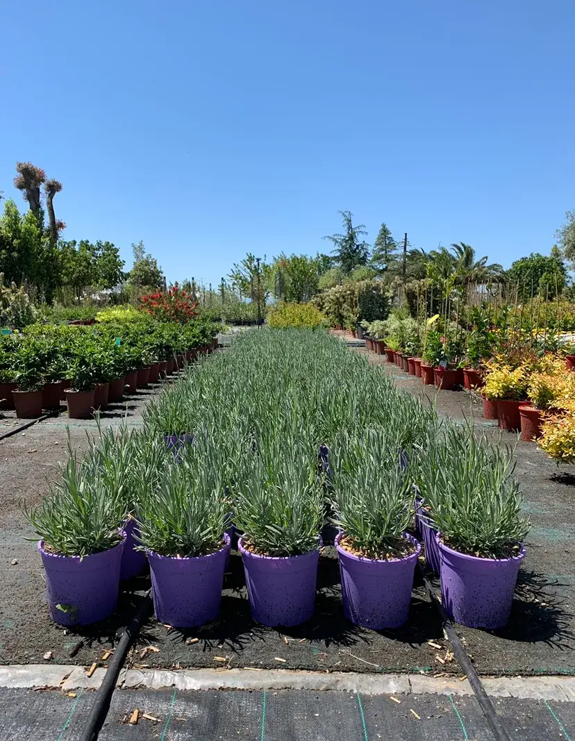 LAVANDA OFFICINALIS, ALTEZZA 30-35 CM, COLTIVAZIONE IN VASO 18-20 CM