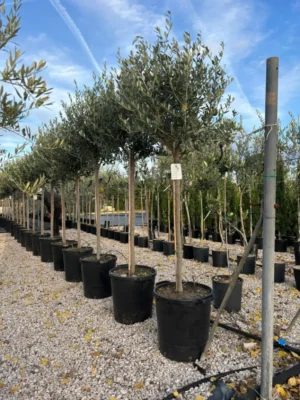 OLIVO LECCINO DI 10 ANNI, ALTEZZA 200-220 CM, COLTIVAZIONE IN VASO MASTELLO 35 CM