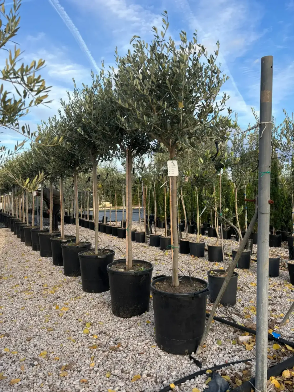 OLIVO LECCINO DI 10 ANNI, ALTEZZA 200-220 CM, COLTIVAZIONE IN VASO MASTELLO 35 CM