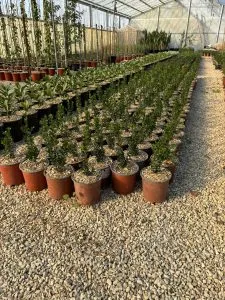 BUXUS ROTUNDIFOLIA, ALTEZZA 35-45 CM, COLTIVAZIONE IN VASO 16 CM