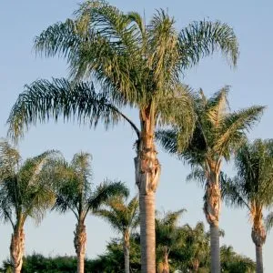 COCOS PLUMOSA DI PRIMA SCELTA, ALTEZZA 300 CM, IN VASO 45 CM - immagine 2