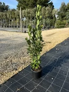 LAURUS NOBILIS ETA' 18 MESI, ALTEZZA 80-100 CM, COLTIVAZIONE IN VASO 18-20 CM