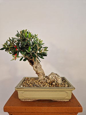 BONSAI DI OLIVO DI 10 ANNI ALTEZZA 35 CM NEBARI 17/20 CM