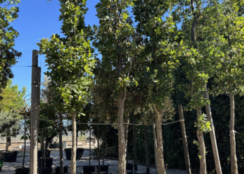 QUERCIA ROBUR FASTIGIATA KOPSTER ALTEZZA 5,5 / 6 METRI ETA’ 20 ANNI COLTIVAZIONE IN VASO