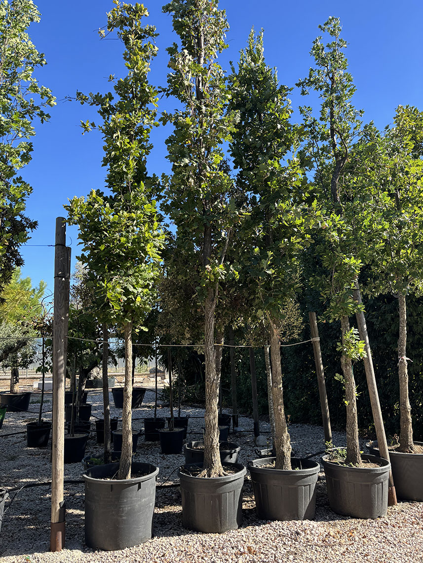 QUERCIA ROBUR FASTIGIATA KOPSTER ALTEZZA 5,5 / 6 METRI ETA' 20 ANNI COLTIVAZIONE IN VASO