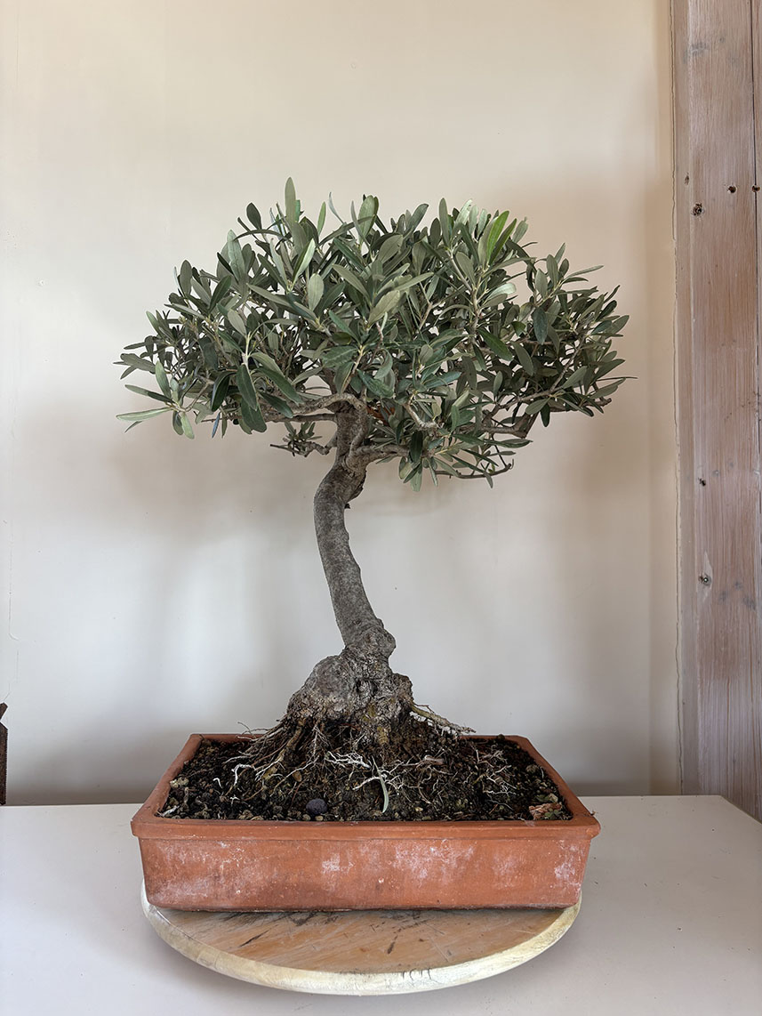 BONSAI DI OLIVO VARIETA' PARANZANA DI 15 ANNI ALTEZZA 60 CM NEBARI 12/15 CM (Copia)