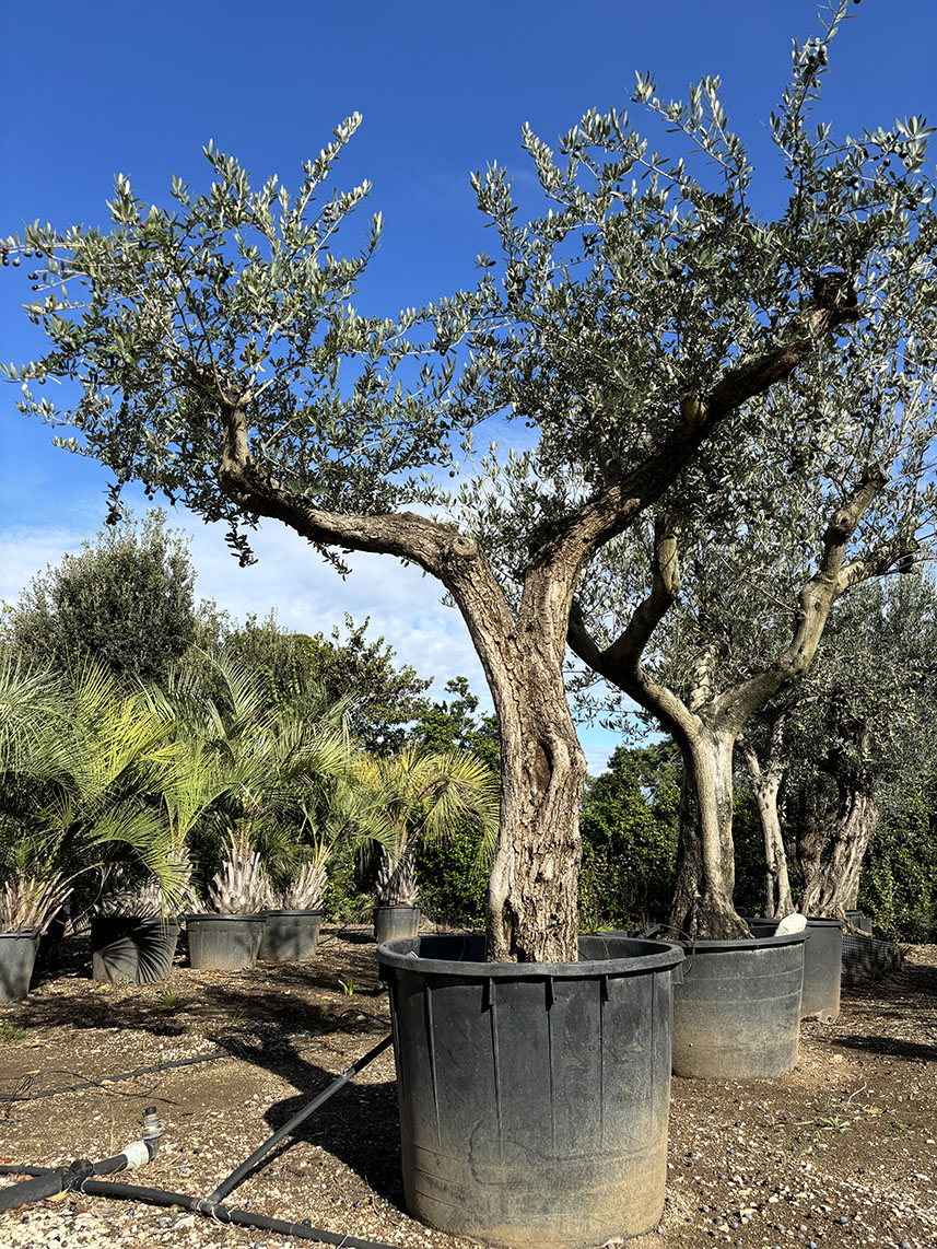 OLIVO VARIETA' PARANZANA ETA' 60/70 ANNI, ALTEZZA 240-220 CM, COLTIVAZIONE IN VASO 80 CM