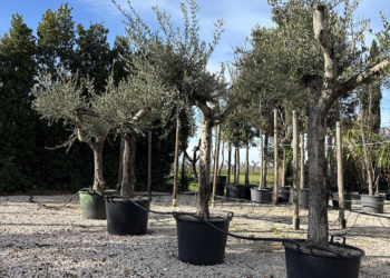 OLIVO LECCINO ETA’ 35 ANNI, ALTEZZA 200-220 CM, COLTIVAZIONE IN VASO 65 CM (Copia)