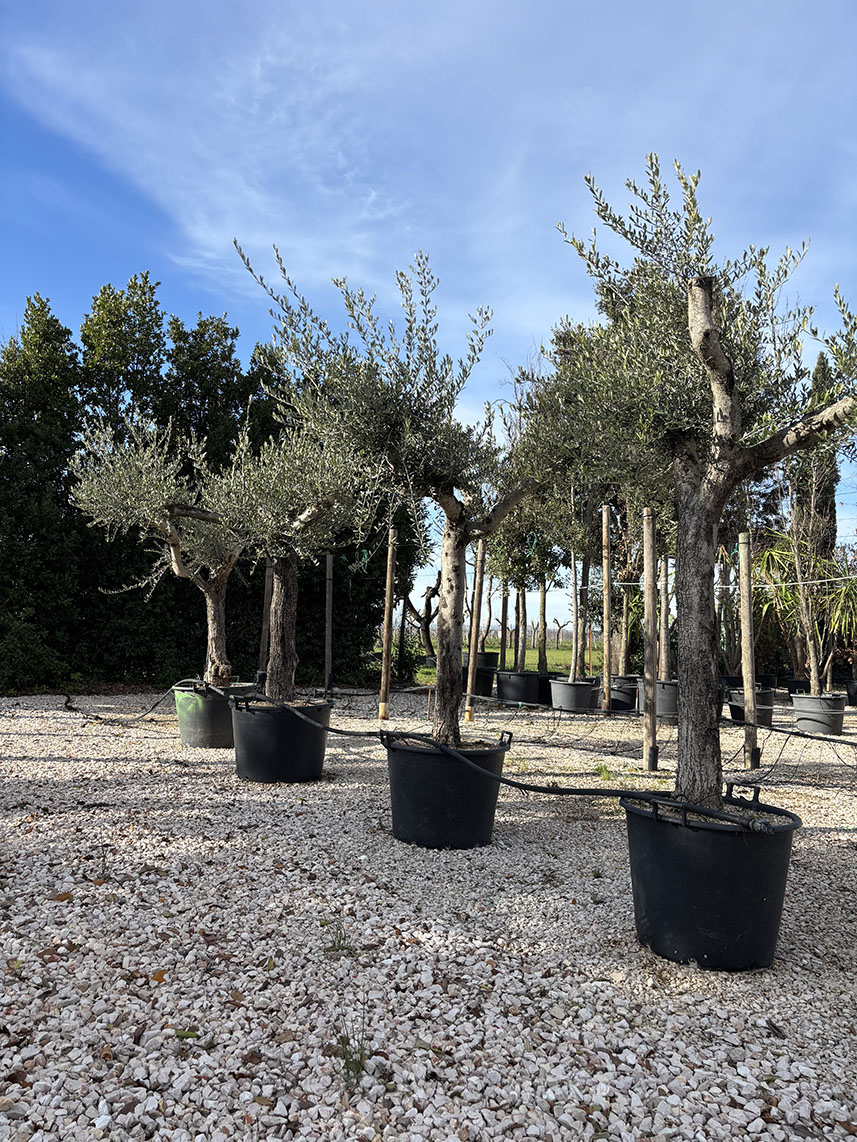 OLIVO LECCINO ETA' 35 ANNI, ALTEZZA 200-220 CM, COLTIVAZIONE IN VASO 65 CM (Copia)