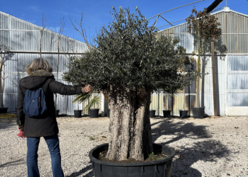 OLIVO LECCINO BONSAI ETA’ 70 ANNI, ALTEZZA 180-200 CM, COLTIVAZIONE IN VASO 80 CM