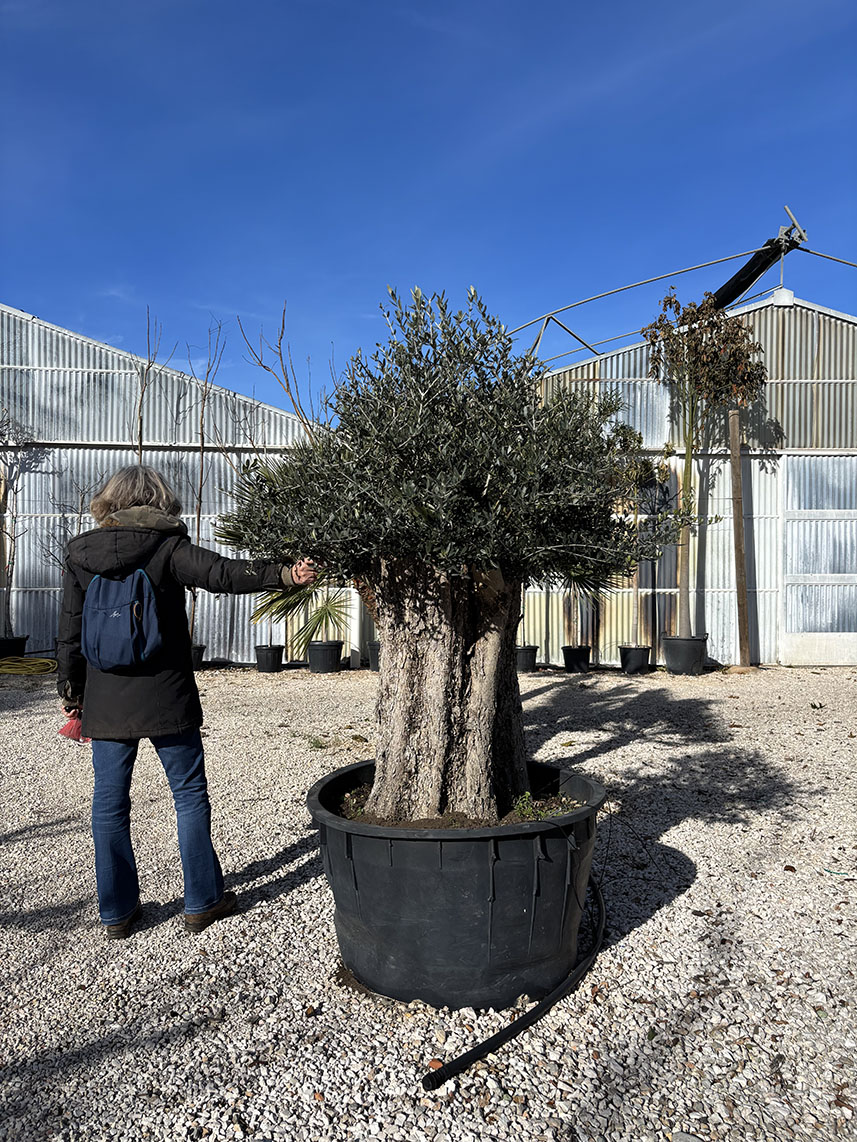 OLIVO LECCINO BONSAI ETA' 70 ANNI, ALTEZZA 180-200 CM, COLTIVAZIONE IN VASO 80 CM