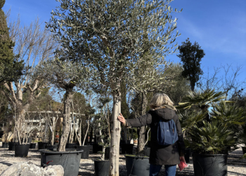OLIVO LECCINO ETA’ 20 ANNI, ALTEZZA 220-240 CM, COLTIVAZIONE IN VASO 65 CM