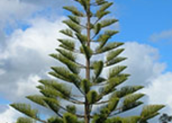 ARAUCARIA HETEROPHILLA ALTEZZA 110/120 CM ETA’ 3 ANNI COLTIVAZIONE IN VASO 22 CM