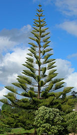 ARAUCARIA HETEROPHILLA ALTEZZA 110/120 CM ETA' 3 ANNI COLTIVAZIONE IN VASO 22 CM