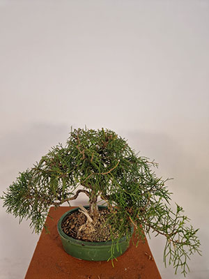 BONSAI DI GINEPRO FENICIO ETA' 7 ANNI ALTEZZA 23/27 CM NEBARI 3/4 CM - immagine 5
