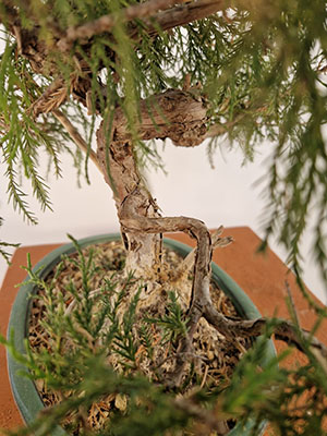 BONSAI DI GINEPRO FENICIO ETA' 7 ANNI ALTEZZA 23/27 CM NEBARI 3/4 CM - immagine 2