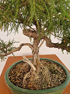BONSAI DI GINEPRO FENICIO ETA' 7 ANNI ALTEZZA 23/27 CM NEBARI 3/4 CM - immagine 3