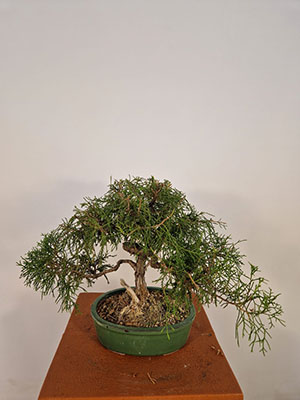 BONSAI DI GINEPRO FENICIO ETA' 7 ANNI ALTEZZA 23/27 CM NEBARI 3/4 CM