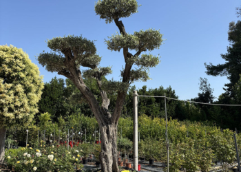 ESEMPLARE OLIVO LECCINO BONSAI, ETA’ 110/120 ANNI ALTEZZA 400/420 CM