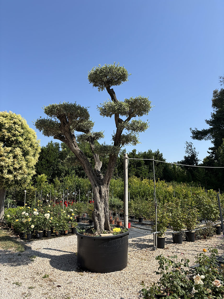 ESEMPLARE OLIVO LECCINO BONSAI, ETA' 110/120 ANNI ALTEZZA 400/420 CM