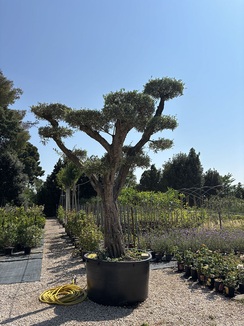 ESEMPLARE OLIVO LECCINO BONSAI, ETA' 110/120 ANNI ALTEZZA 400/420 CM - immagine 2