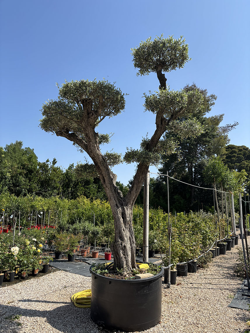 ESEMPLARE OLIVO LECCINO BONSAI, ETA' 110/120 ANNI ALTEZZA 400/420 CM - immagine 4