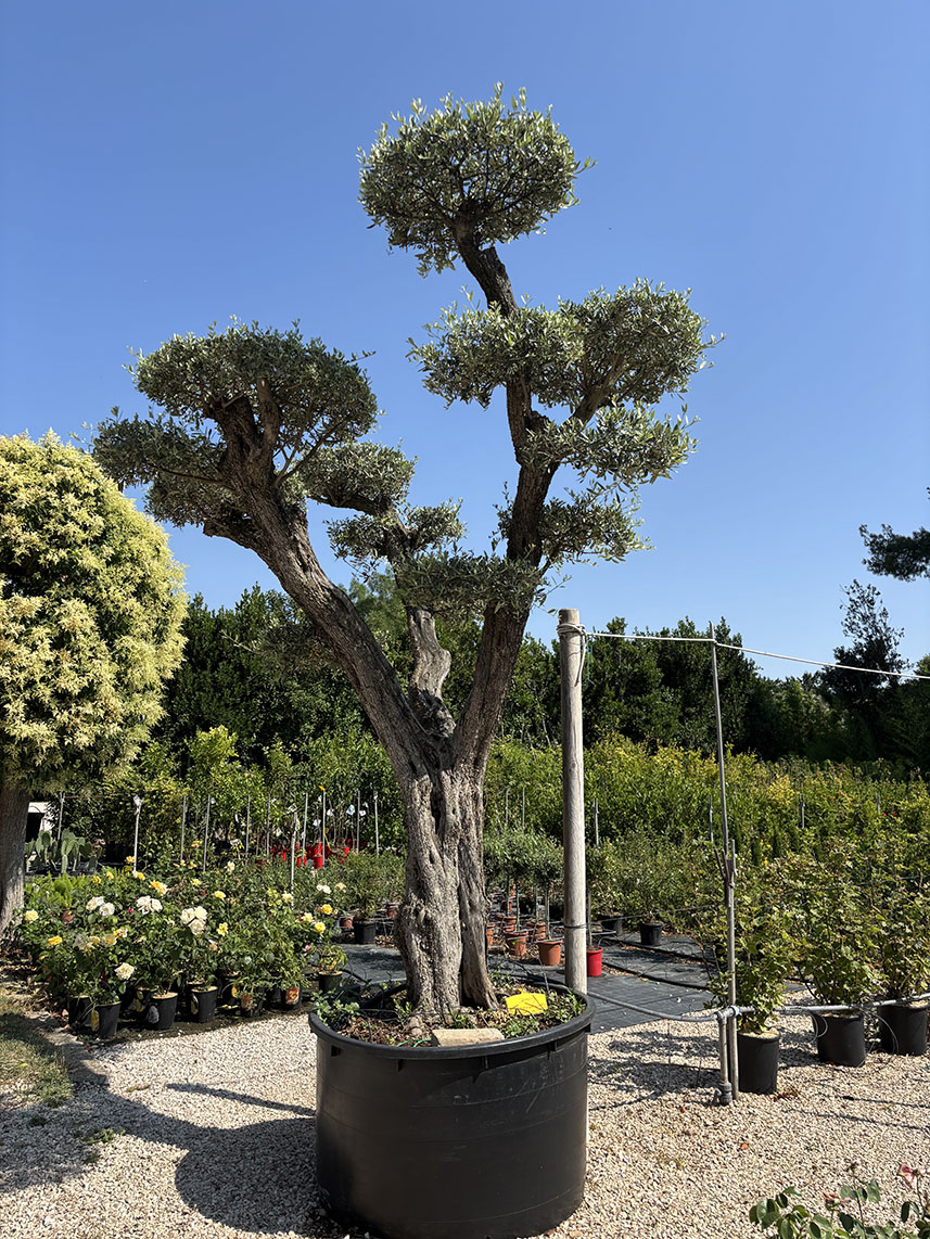 ESEMPLARE OLIVO LECCINO BONSAI, ETA' 110/120 ANNI ALTEZZA 400/420 CM - immagine 5