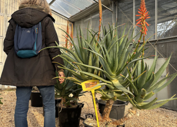 ALOE ARBORESCENS ETA’ 10 ANNI ALTEZZA 110/120 CM