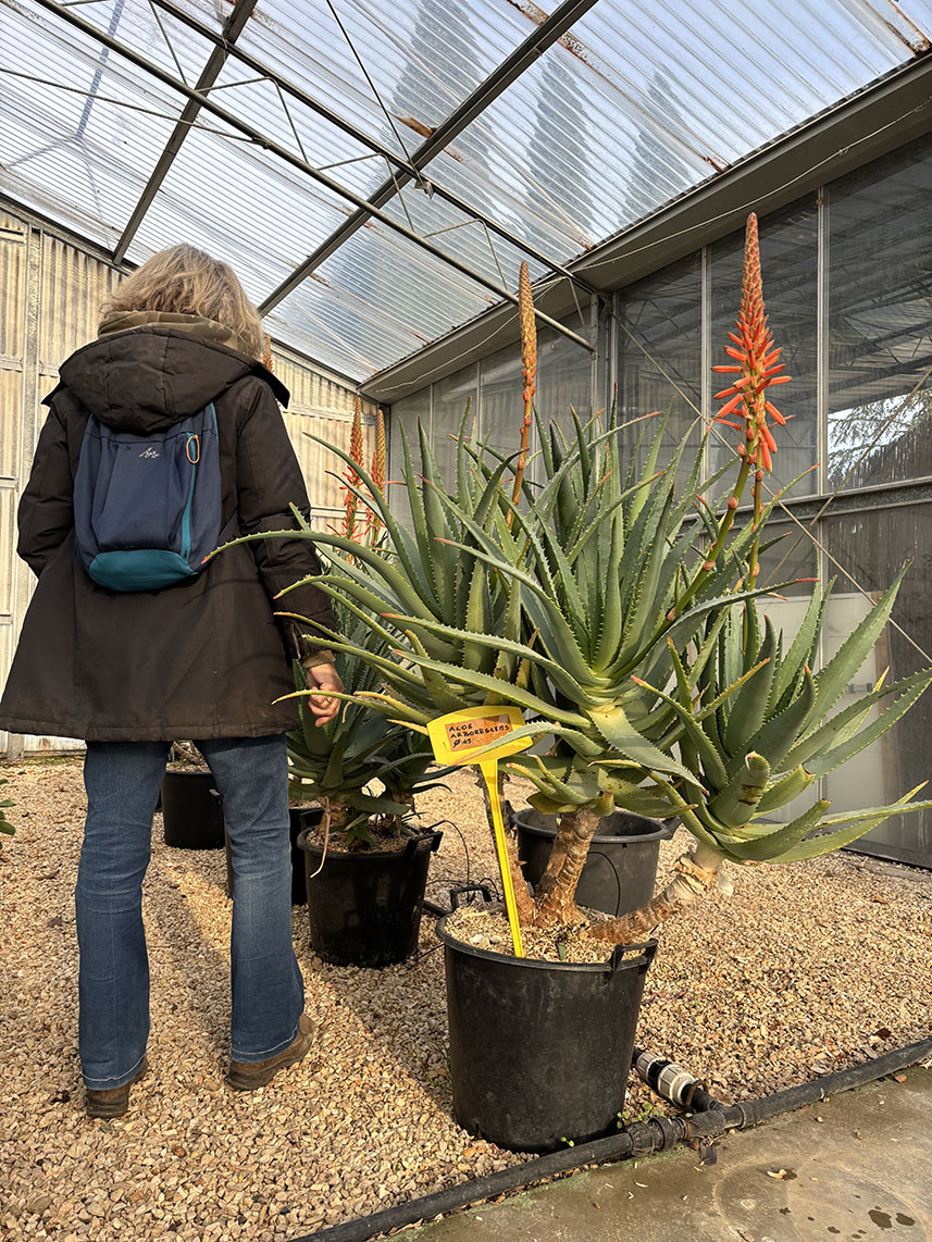 ALOE ARBORESCENS ETA' 10 ANNI ALTEZZA 110/120 CM